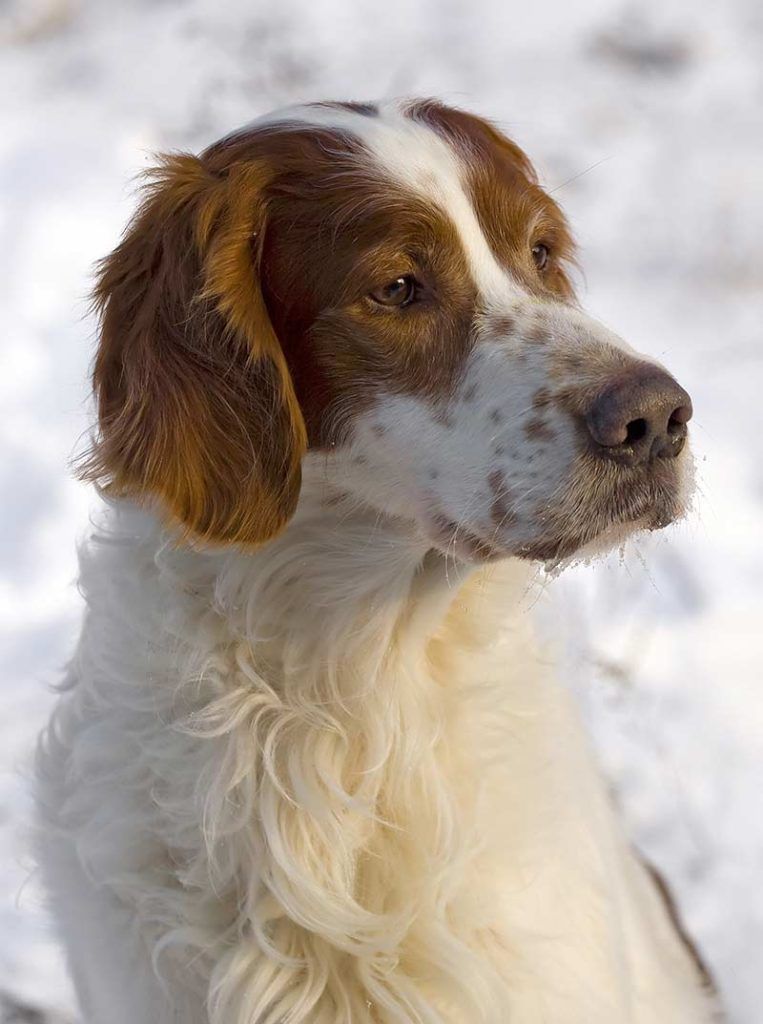 races de gossos irlandesos: setter vermell i blanc
